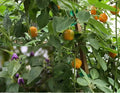 Manzano Chile Seeds - 25+ Seeds - Capsicum pubescens - Apple Chili Pepper, Rocoto Variety