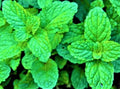 Lemon Balm Seeds Non-GMO 100+ Seeds - Melissa officinalis - Herbal Gardening Supplies