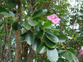 Pink Poui Flowering Trumpet Seeds, 20 Count, Tabebuia rosea, Tropical Flowering Tree, Pink Blooms