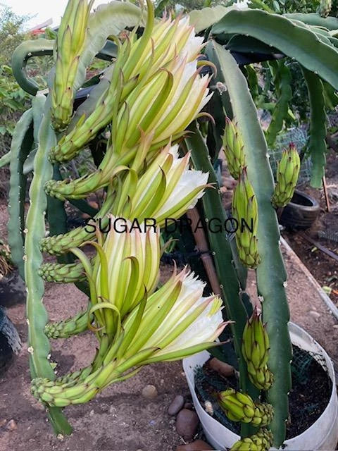 Dragon Fruit Cuttings 8"-12" Multiple Varieties Hylocereus spp. Fresh Edible Cactus Plants for Home Gardening