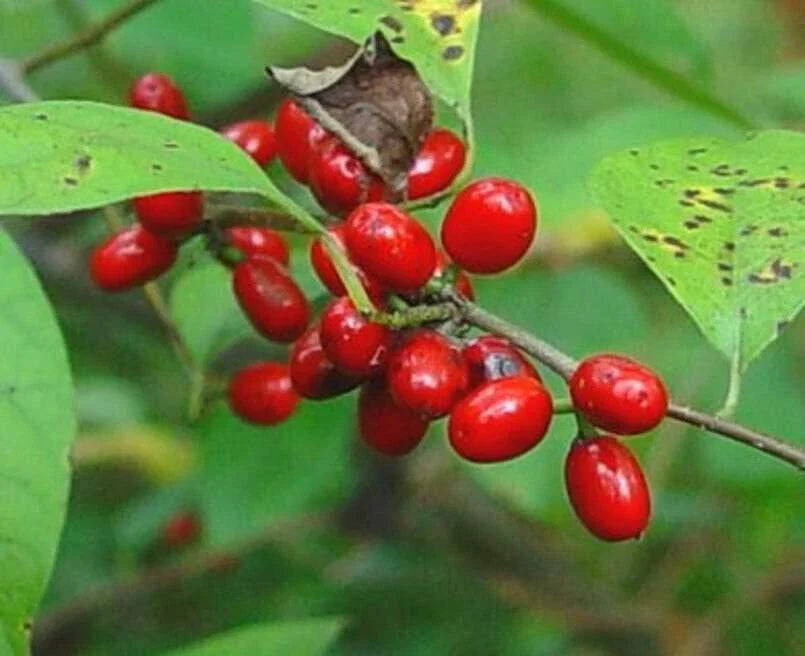 Spicebush Seeds for Planting - Lindera Benzoin - Made in USA, Ships from Iowa - Native Perennial Plant