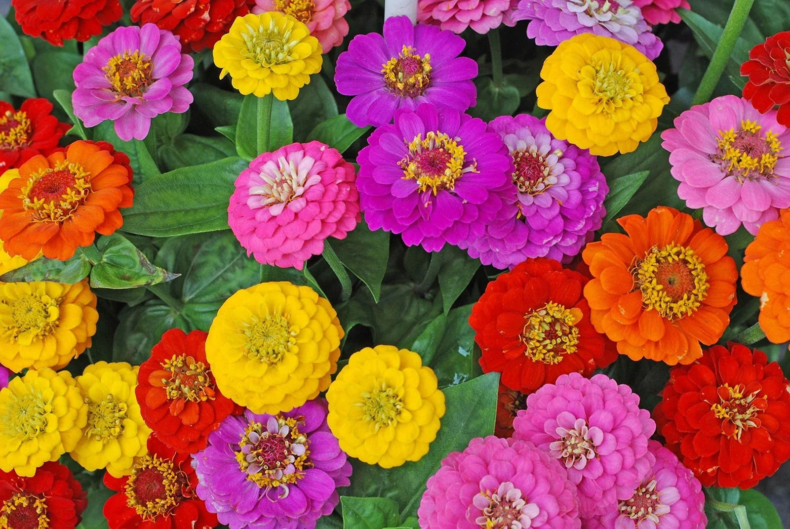 Zinnia Seeds for Planting - Early and Often Blooming Mix - Approx. 200 Seeds - Zinnia elegans