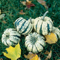 Sweet Dumpling Squash Seeds - 20 Cream & Green Seeds for Planting - Cucurbita pepo