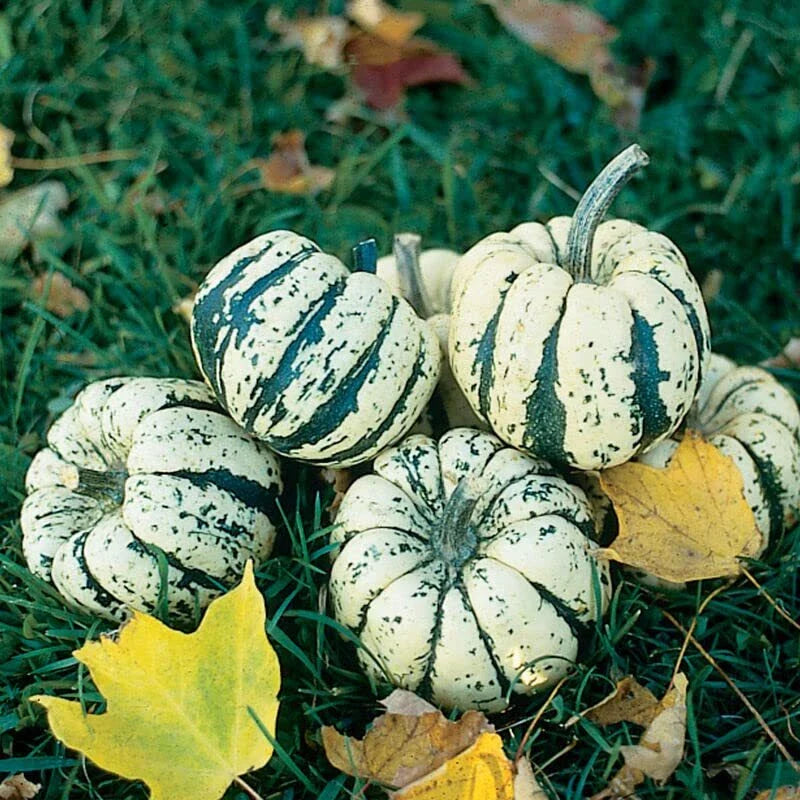 Sweet Dumpling Squash Seeds - 20 Cream & Green Seeds for Planting - Cucurbita pepo
