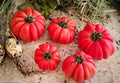 10+ Organic Mushroom Basket Tomato Seeds - Heirloom, Non-GMO, Rare - Solanum lycopersicum