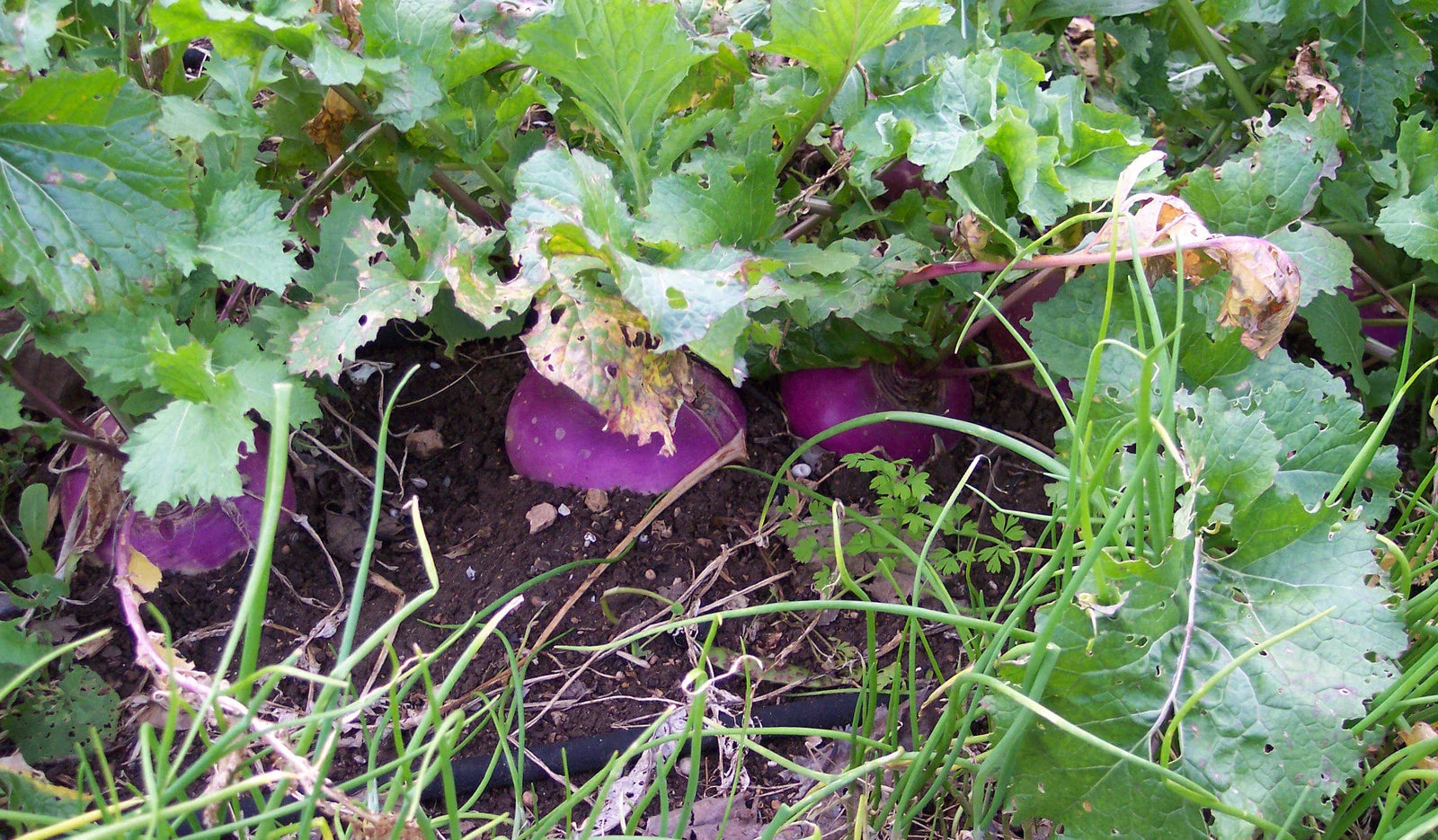 Turnip Seeds, Organic Heirloom, Purple Top White Globe, 50+ Seeds, Non-GMO, Vegetable Garden, Brassica rapa