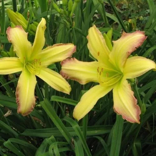 Spanish Fandango Daylily - 3 Bareroot Plants with New Sprouts - Hemerocallis 'Spanish Fandango' - Free Shipping