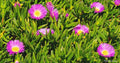 Live Ice Plant Cuttings 30-Pack for Rooting, Ground Cover, Delosperma spp.