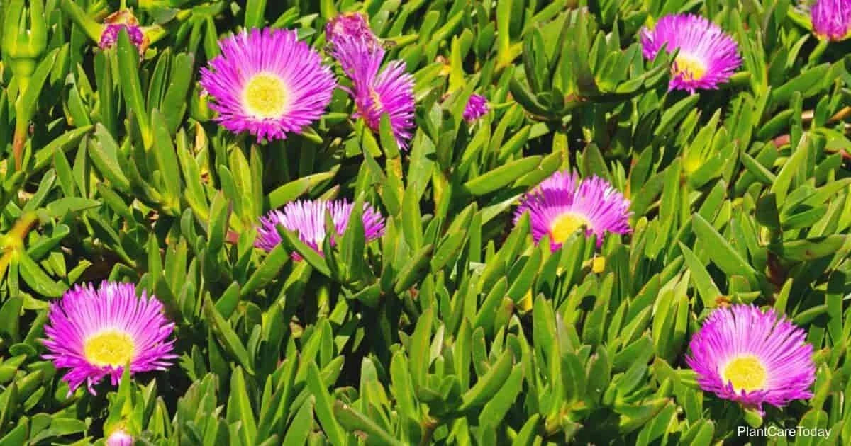 Live Ice Plant Cuttings 30-Pack for Rooting, Ground Cover, Delosperma spp.