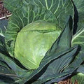 Late Flat Dutch Cabbage Seeds - 200+ Heirloom Non-GMO Fresh Seeds - Brassica oleracea