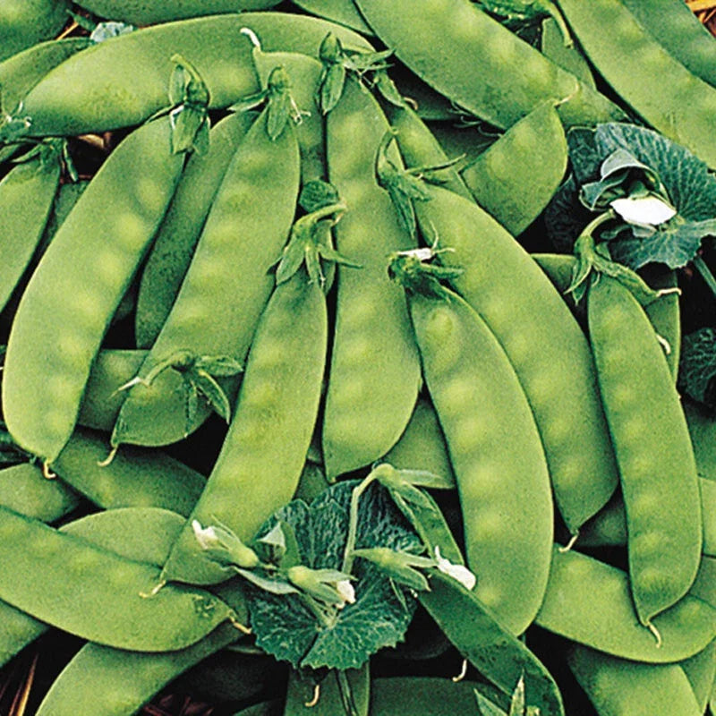Oregon Sugar Pod II Peas Seeds 8 Oz - Heirloom Non-GMO Snow Pea (Pisum sativum) for Home Garden