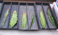 Epiphyllum Cutting - Summer of 84 Orchid Cactus - Don's Cuttings - Succulent Plant - Unique Indoor Houseplant