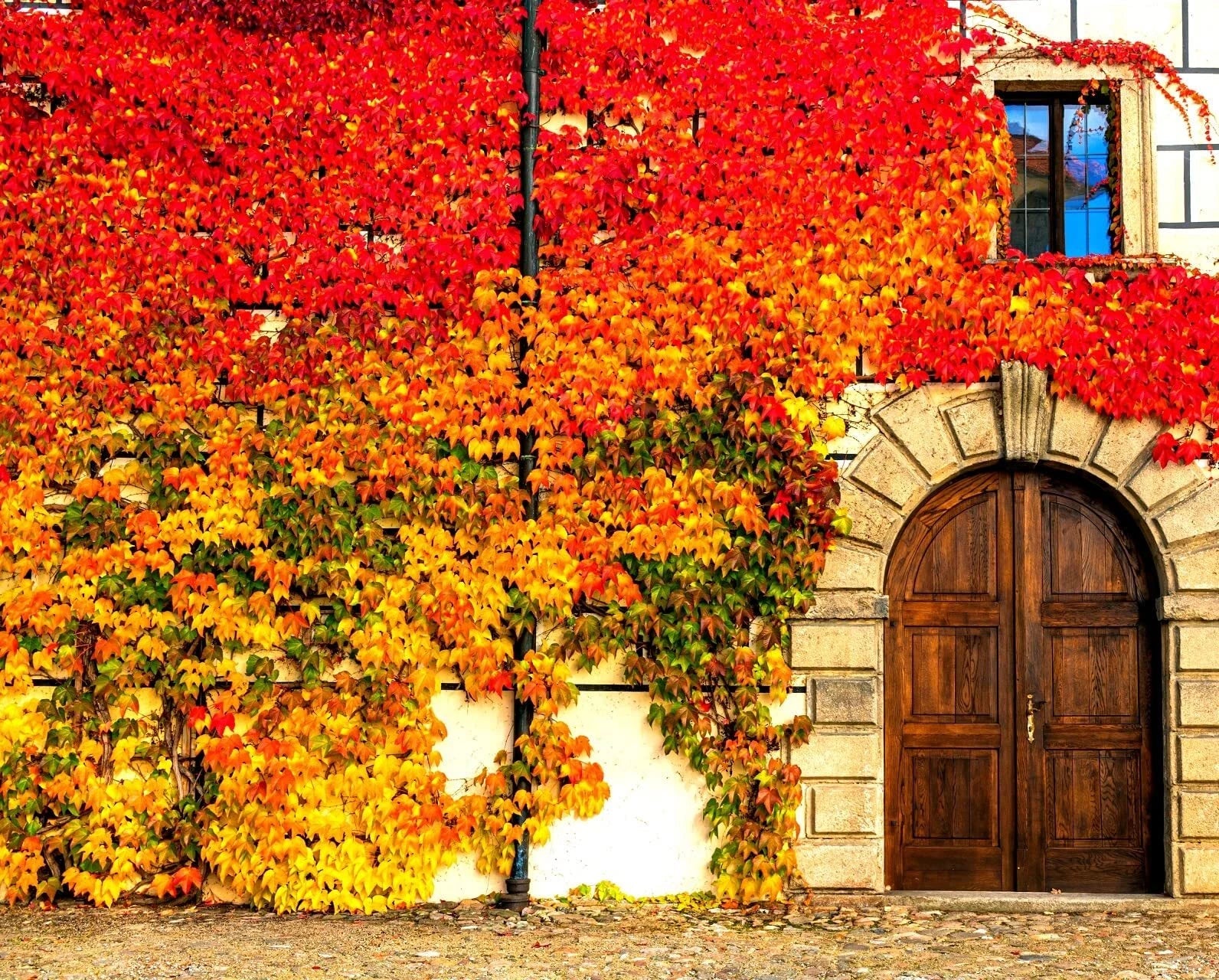 Virginia Creeper Seeds - 50+ Seeds - Parthenocissus quinquefolia - Fast-Growing Climbing Vine for Gardens and Landscapes