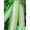 Sweet Corn Seeds - Silver King Variety - Fresh Seed - Zea mays