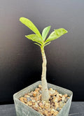 Adenium arabicum x A. socotranum Hybrid Succulent - 2.5" Rooted Plant - Rare Desert Rose
