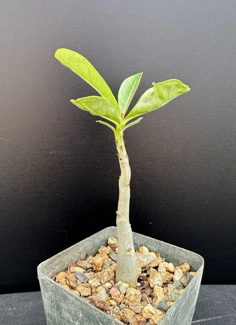 Adenium arabicum x A. socotranum Hybrid Succulent - 2.5" Rooted Plant - Rare Desert Rose