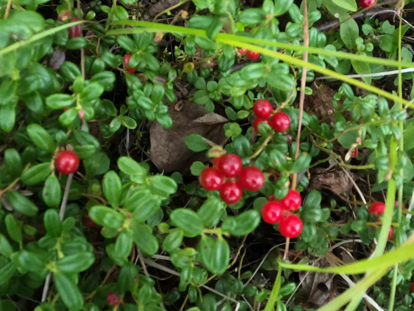 Lingonberry Live Plant Rhizomes 4-Pack - Fresh Harvested Bare Root Vaccinium vitis-idaea for Garden or Landscape