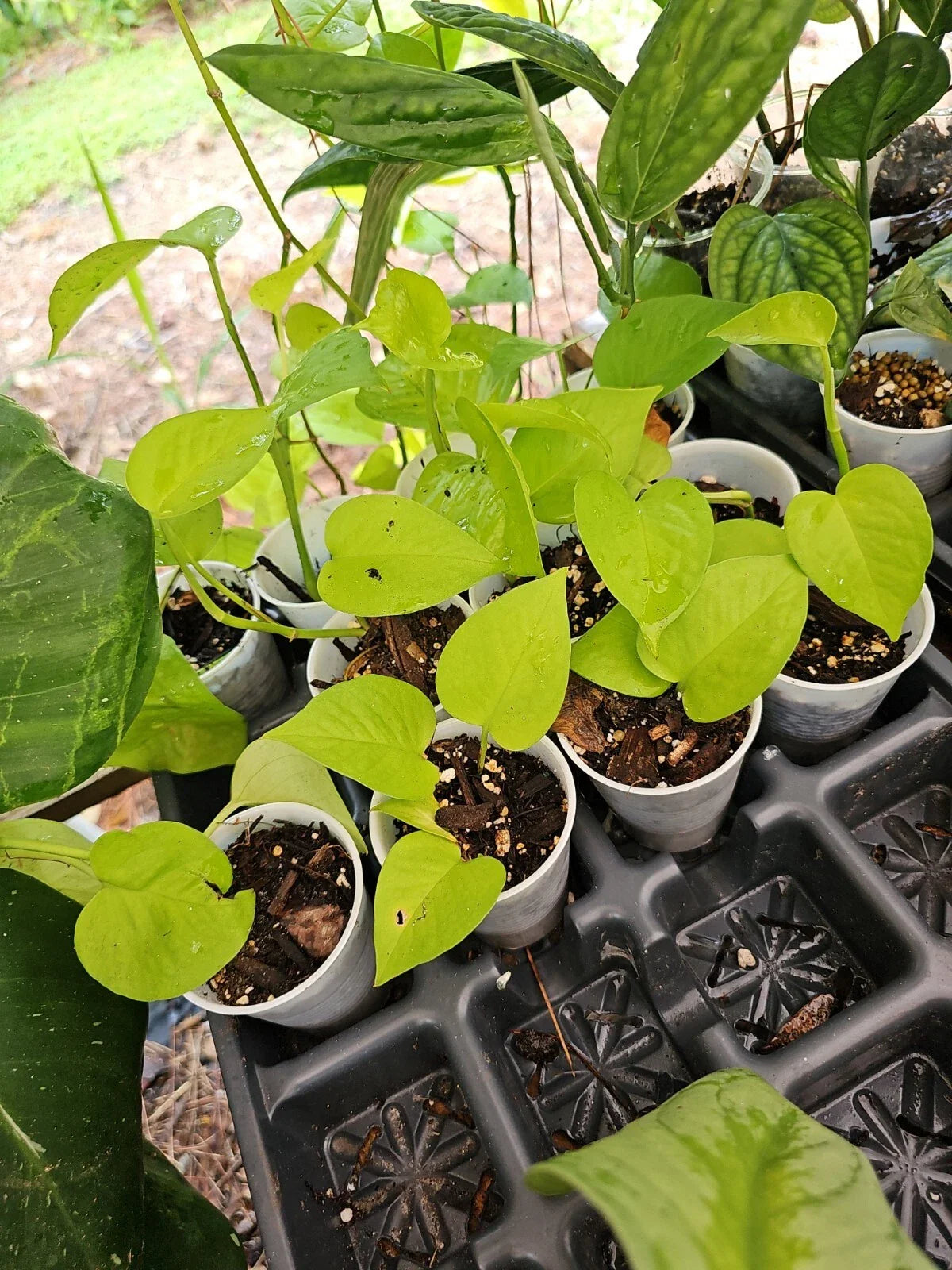 Rooted Neon Pothos Plant in 2.5" Pot | Epipremnum aureum | Vibrant Green Foliage, No Cutting