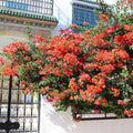 Set of 2 Live Sundown Orange Bougainvillea Plants – No Pot – Rare Color – Bougainvillea glabra