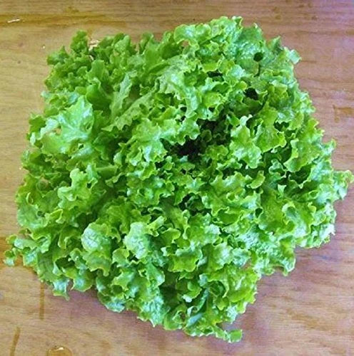 Green Ice Loose Leaf Lettuce Seeds 500-5000 Count, Crisp Savoyed Leaves, Lactuca sativa, 50 Days to Harvest