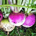 Purple Top Turnip Seeds - American White Turnips - Rutabaga Seed - Fresh for 2025 - Brassica rapa