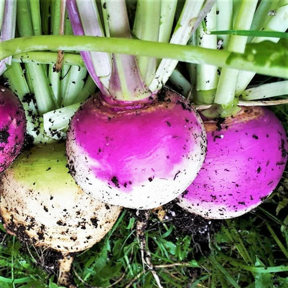 Purple Top Turnip Seeds - American White Turnips - Rutabaga Seed - Fresh for 2025 - Brassica rapa