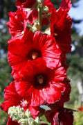Bright Red Hollyhock Seeds - 25 Perennial Flower Seeds - Alcea rosea - US Seller