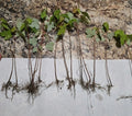 Florida Red Maple Trees 8"-15" Seedlings 50 Pack Live Acer Rubrum Deer-Resistant Fast-Growing Deciduous Outdoor Plant