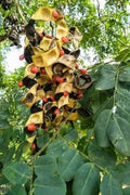 Small Coral Pea Seeds - 15 Pack - Adenanthera microsperma - Tropical Plant Seeds for Gardens and Landscaping