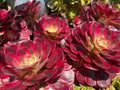Aeonium Medusa Succulent Cutting or Rooted Plant - Pink to Purple Variegated - Ideal for Indoor & Outdoor Gardens