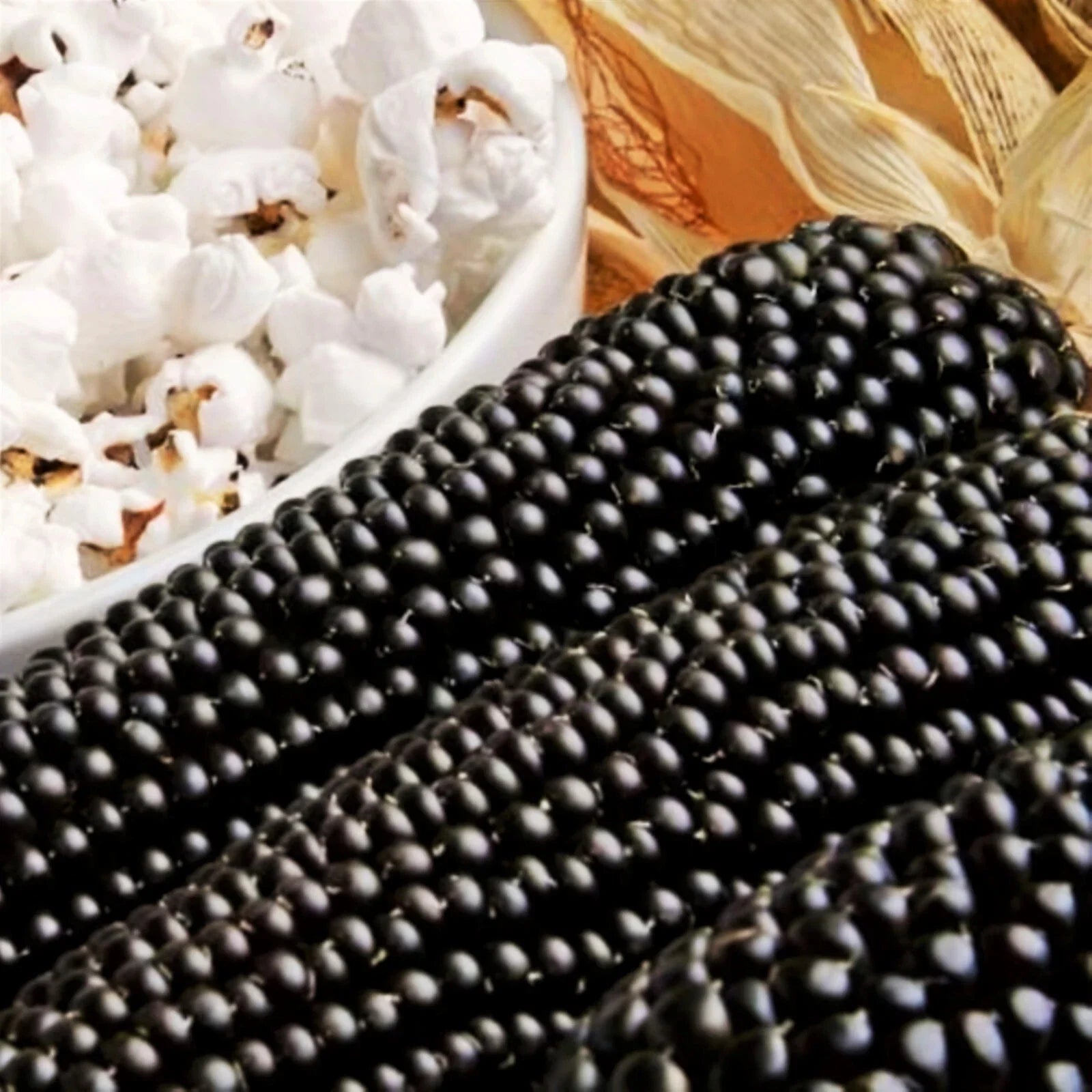 Dakota Black Popcorn Seeds | Popping Purple Blue Ornamental Corn | Zea mays everta