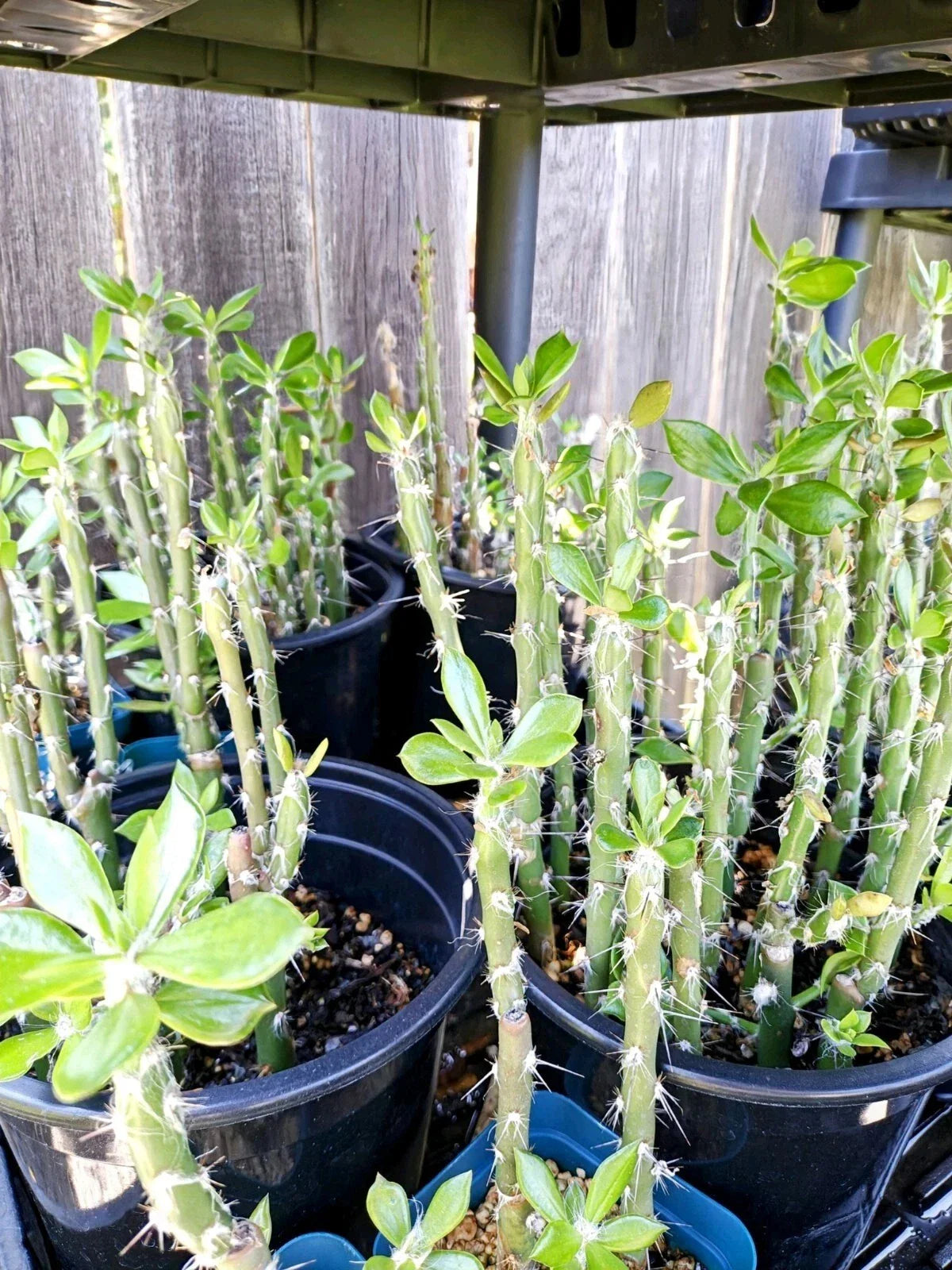 Pereskiopsis spathulata Grafting Stock Cactus Cuttings 5" - Leafy Cacti for Grafting