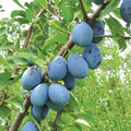 European Freestone Plum Cuttings 2 PCS Dark Blue Purple Prune Plums Prunus domestica