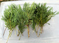10 Leyland Cypress Tree Cuttings, Fresh Non-Rooted, Fast Growing Privacy Screen, Cupressus leylandii
