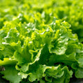 Salad Bowl Lettuce Seeds - 1000+ Count - Non-GMO Spring Planting - Ideal for Home Garden (Lactuca sativa)