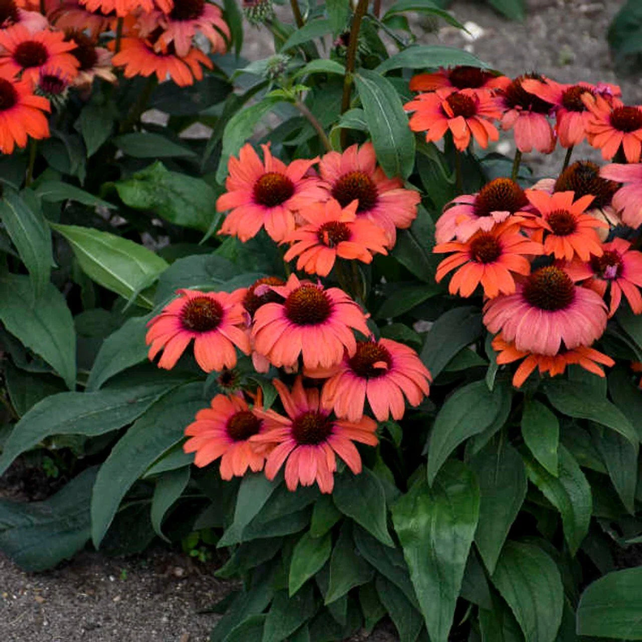 Echinacea Coneflower Seeds - 50 Perennial Tanager Variety - Vibrant Blooming Flowers - Echinacea purpurea
