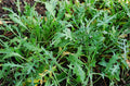 Arugula Wild Herb Seeds - 800+ Fresh Seeds for Planting - Eruca sativa