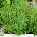 Thyme Seeds for Planting | Common German Basil Herb Garden Seed | 2025