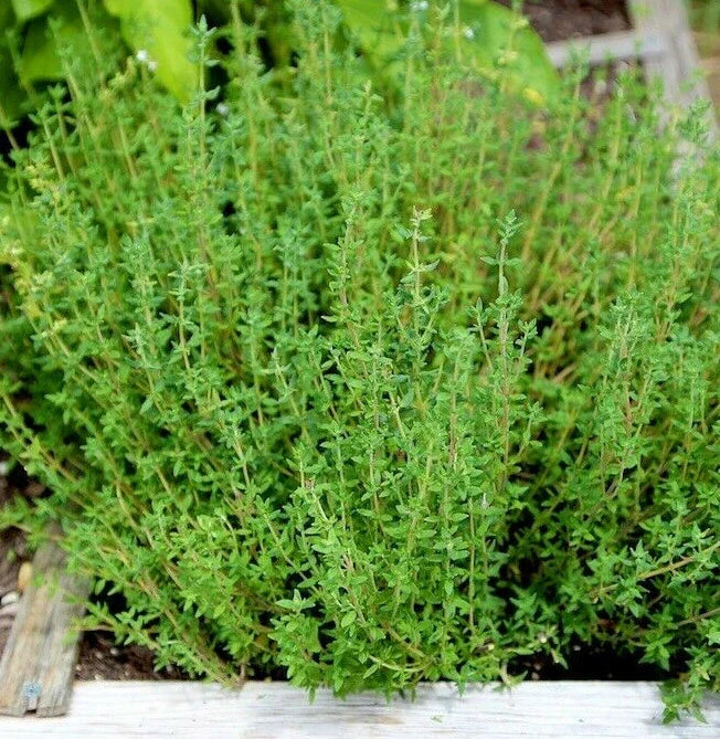 Thyme Seeds for Planting | Common German Basil Herb Garden Seed | 2025