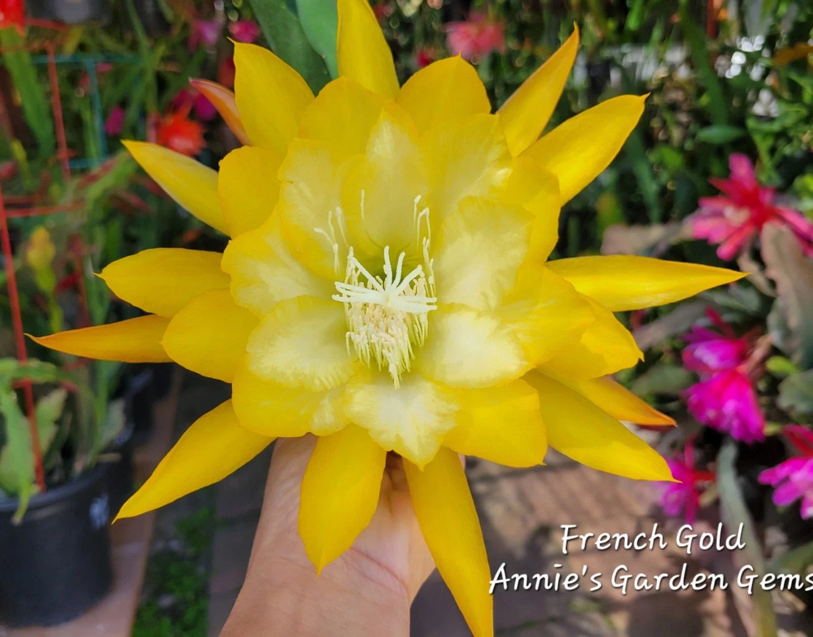 Epiphyllum Cuttings - 8 to 10 Inches - French Gold - Unrooted Epiphyllum oxypetalum
