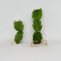 Thanksgiving Cactus Plant - Rooted - Schlumbergera Truncata - Indoor Houseplant for Holiday Decor