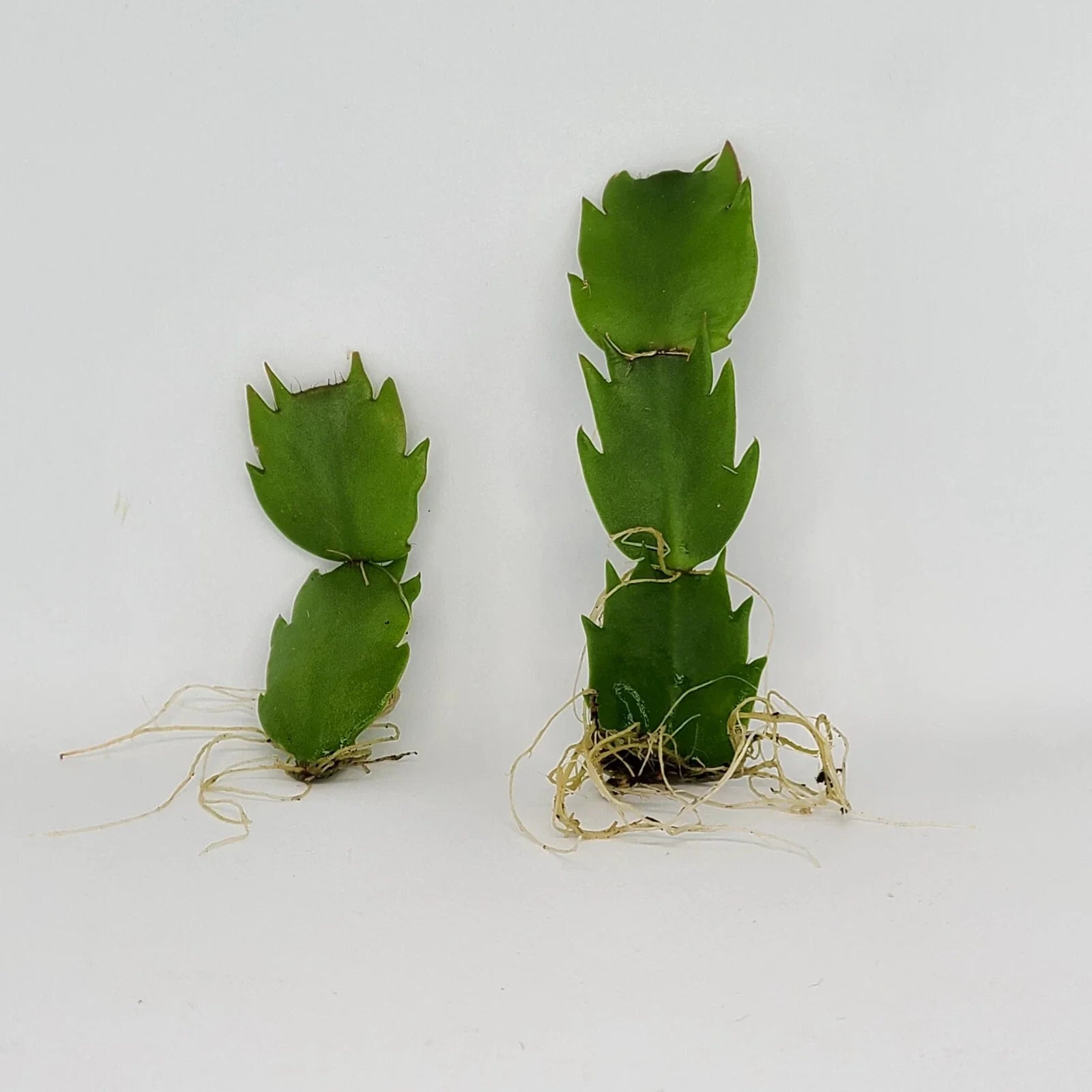 Thanksgiving Cactus Plant - Rooted - Schlumbergera Truncata - Indoor Houseplant for Holiday Decor