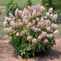 Hydrangea Cuttings 6 Rooted Munchkin Oakleaf Variety - Hydrangea quercifolia, Healthy Leaves & Roots