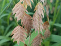 Northern Sea Oats Grass Seeds - Chasmanthium latifolium - River Oats - Ornamental Grass Seeds for Landscaping