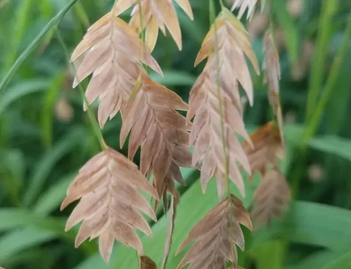 Northern Sea Oats Grass Seeds - Chasmanthium latifolium - River Oats - Ornamental Grass Seeds for Landscaping
