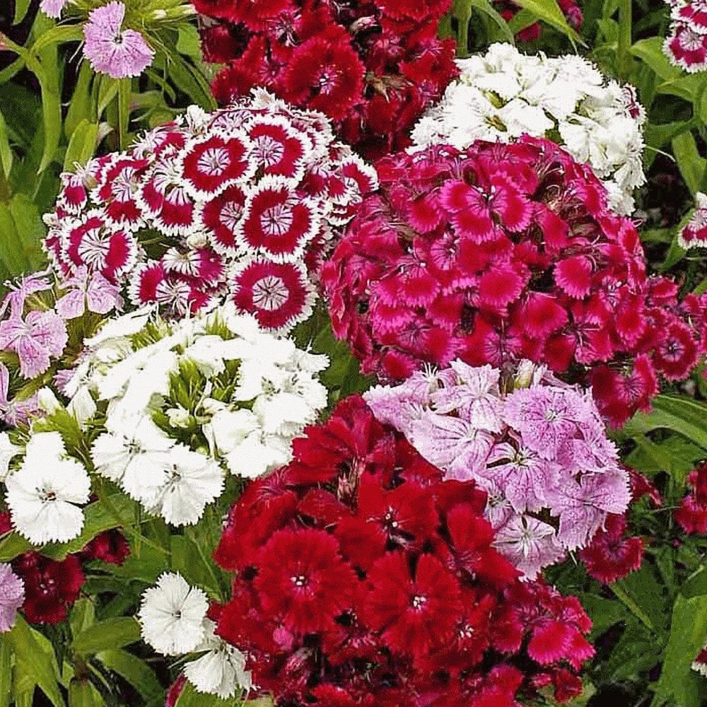 Sweet William Seeds - 200+ Count - Dianthus - Fragrant Mixed Colors - Perennial Flower Seeds