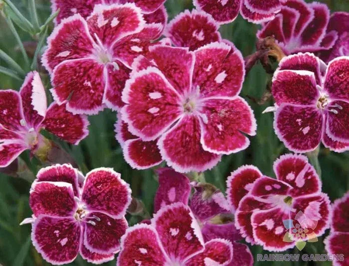 Everlast Lavender Lace Carnation Seeds - 200+ Premium Seeds for Garden - Dianthus caryophyllus - USA