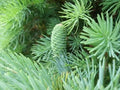 Fortune's Keteleeria Tree Seeds - 30 Seeds - Keteleeria fortunei - Ideal for Planting, Rare Evergreen Tree Seeds