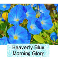 Heavenly Blue Morning Glory Seeds - 50+ Non-GMO Seeds for Garden Planting (Ipomoea purpurea)