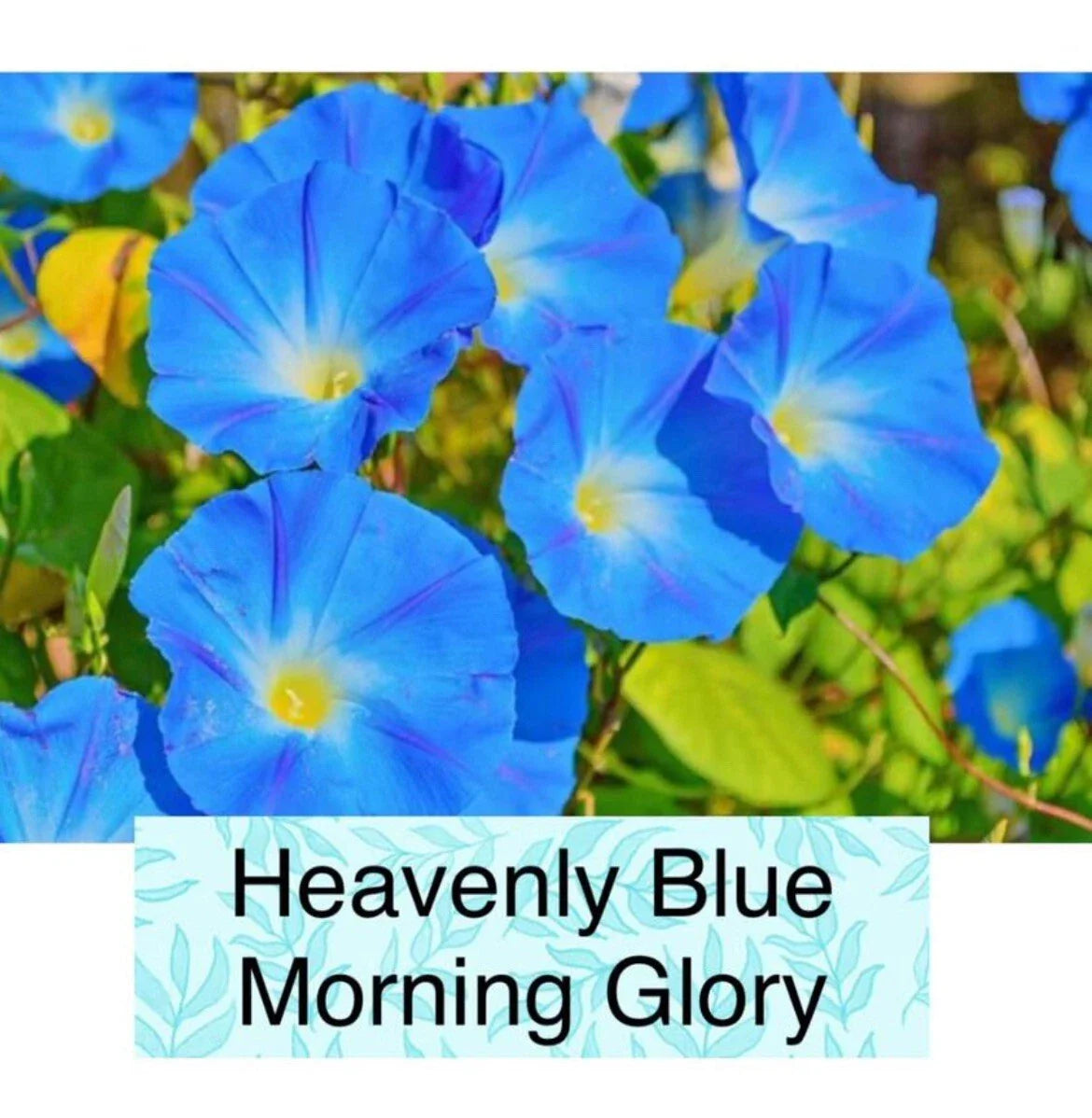 Heavenly Blue Morning Glory Seeds - 50+ Non-GMO Seeds for Garden Planting (Ipomoea purpurea)